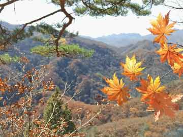 新澳門最準(zhǔn)最快免費(fèi)——探索澳門的最新動(dòng)態(tài)與獨(dú)特魅力，澳門最新動(dòng)態(tài)揭秘，魅力獨(dú)特，免費(fèi)獲取最準(zhǔn)最快信息指南