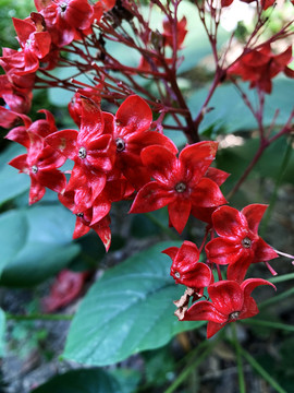 狀元紅網(wǎng)，揭秘4987精準(zhǔn)資料的秘密，狀元紅網(wǎng)揭秘，精準(zhǔn)資料4987背后的秘密