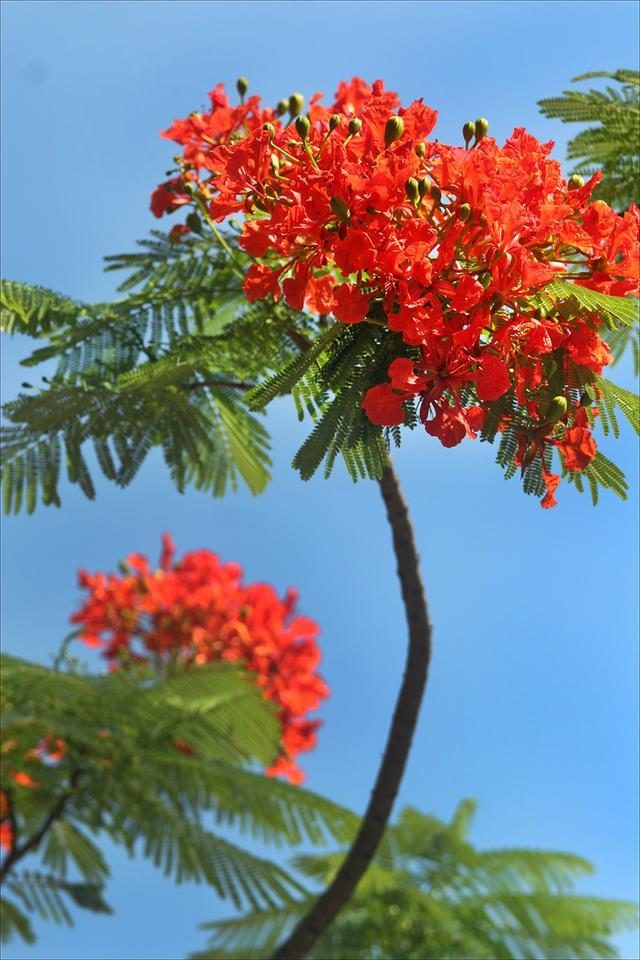 狀元紅，揭秘4987最準(zhǔn)最快的秘密武器，狀元紅，揭秘最準(zhǔn)最快的秘密武器 4987
