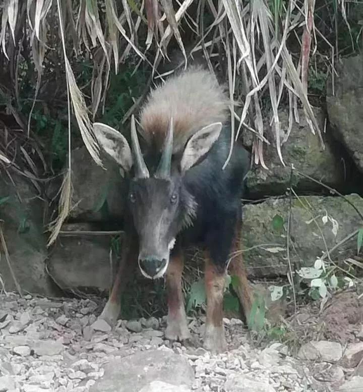 揭秘四不像一肖圖王中王身份之謎——探尋背后的神秘人物，揭秘四不像一肖圖王中王背后的神秘人物身份之謎