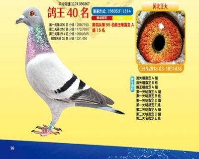 王中王四馬一肖，探尋背后的故事與奧秘，王中王四馬一肖，背后的故事與奧秘探尋