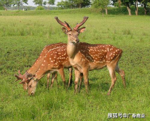最新版本的6566cc澳彩資料大全介紹與特色功能解析，最新6566cc澳彩資料大全介紹與特色功能深度解析