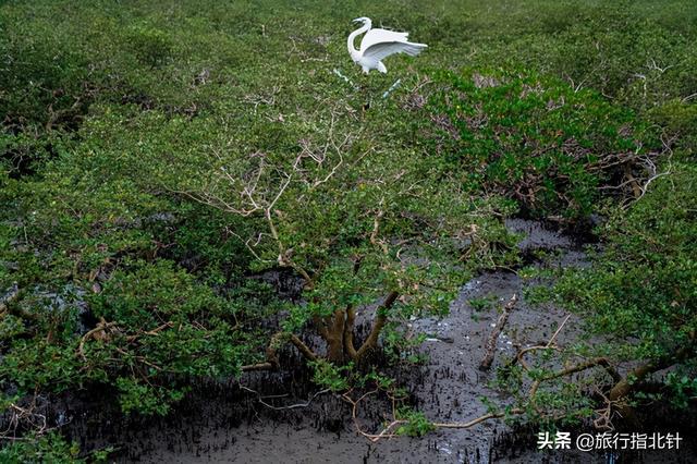 茂密森林中的王者——探尋王中王一肖的神秘魅力，森林王者揭秘，一肖的神秘魅力探尋