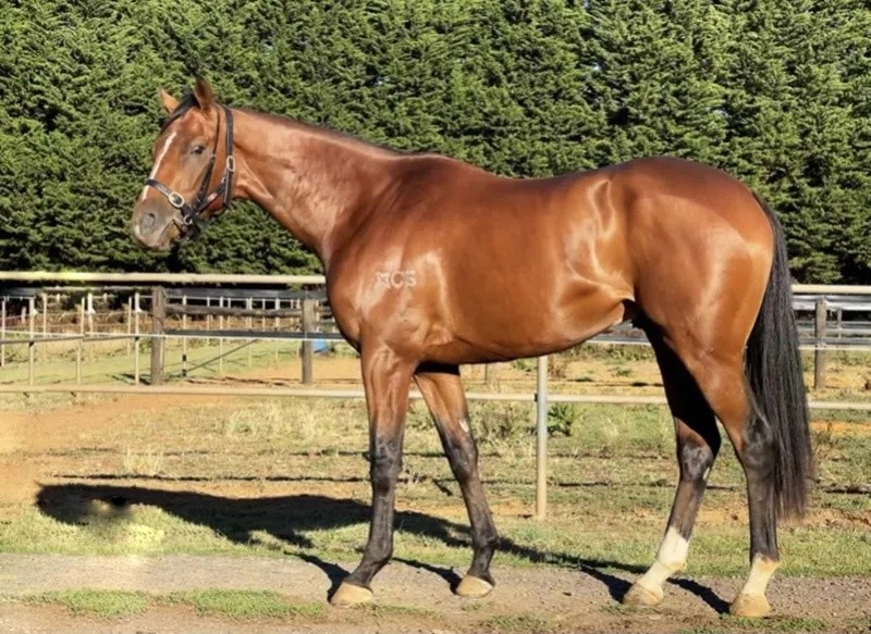 今晚澳門特馬開什么？今晚四不像的探討，今晚澳門特馬開彩結(jié)果及四不像探討