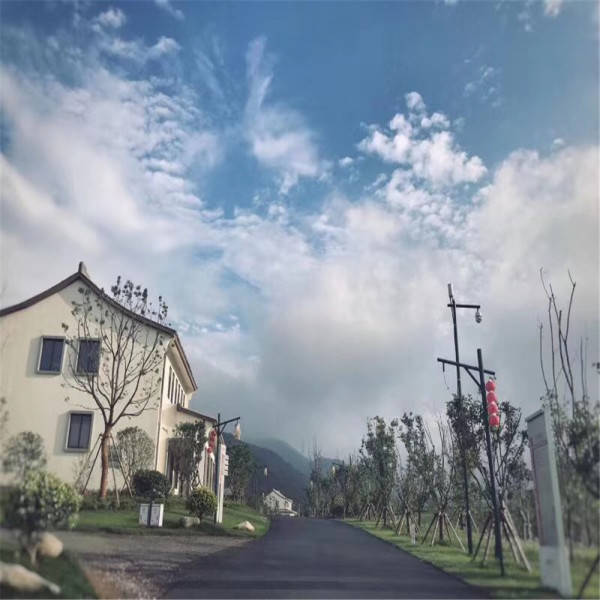 新奧今晚開一肖一特講解詞語，揭秘生肖與特肖的獨(dú)特魅力，揭秘生肖與特肖的獨(dú)特魅力，新奧今晚一開一特講解詞語