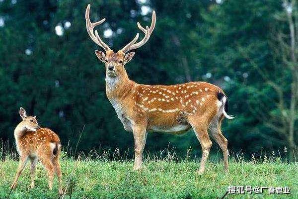 最新版本的6566cc澳彩資料大全介紹與特色功能解析，圖庫升級(jí)亮點(diǎn)一覽，最新6566cc澳彩資料大全介紹與特色功能解析，圖庫升級(jí)亮點(diǎn)全揭秘